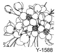 Youth Y-1588