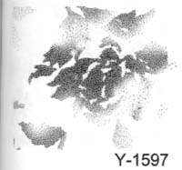 Youth Y-1597